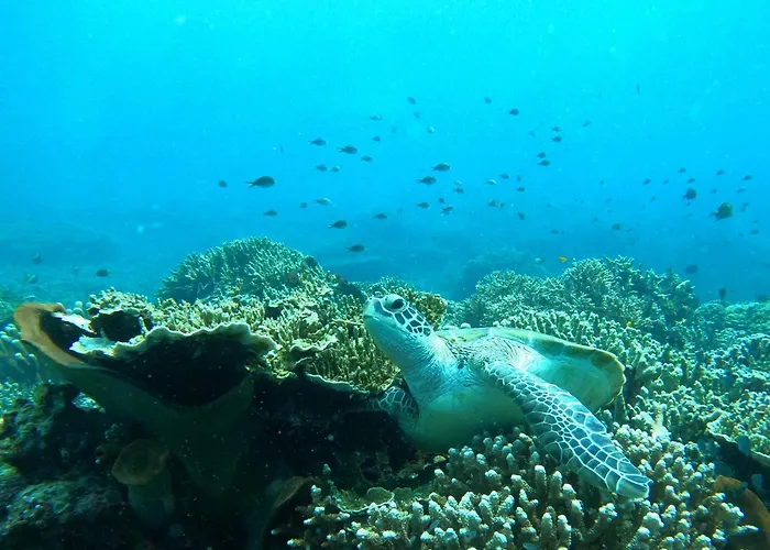 4 Sisters Divers