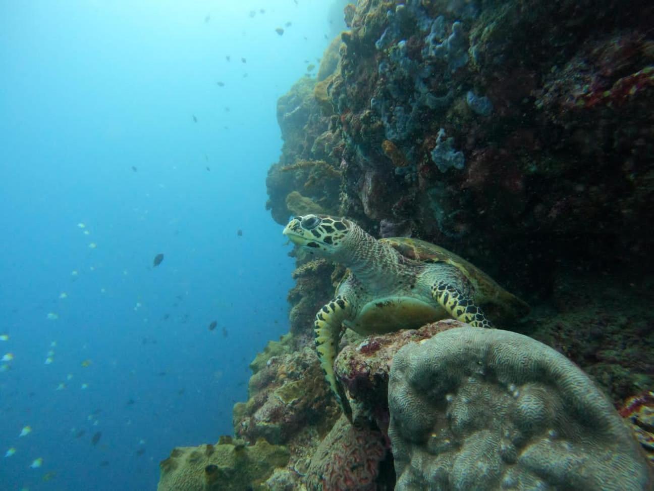Homestay 4 Sisters Divers *