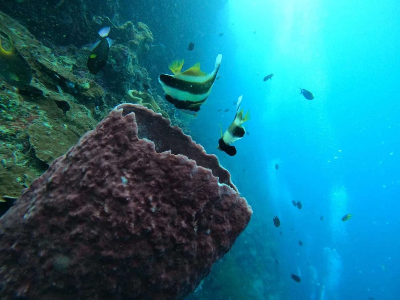 4 Sisters Divers *