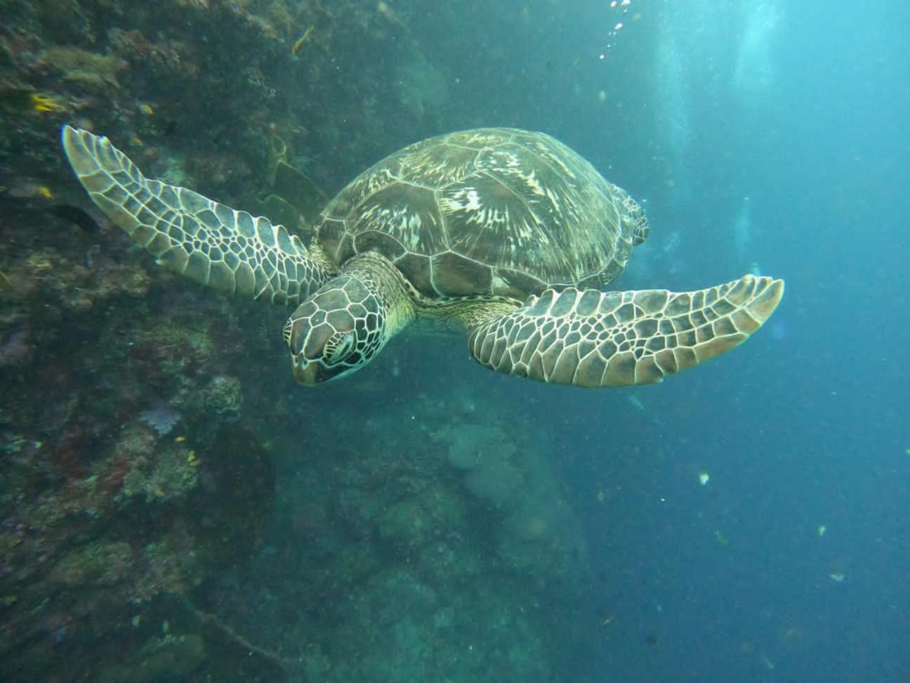 4 Sisters Divers Homestay