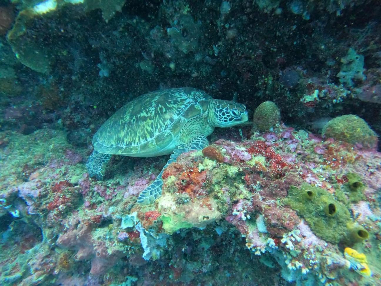 Homestay 4 Sisters Divers Bunaken