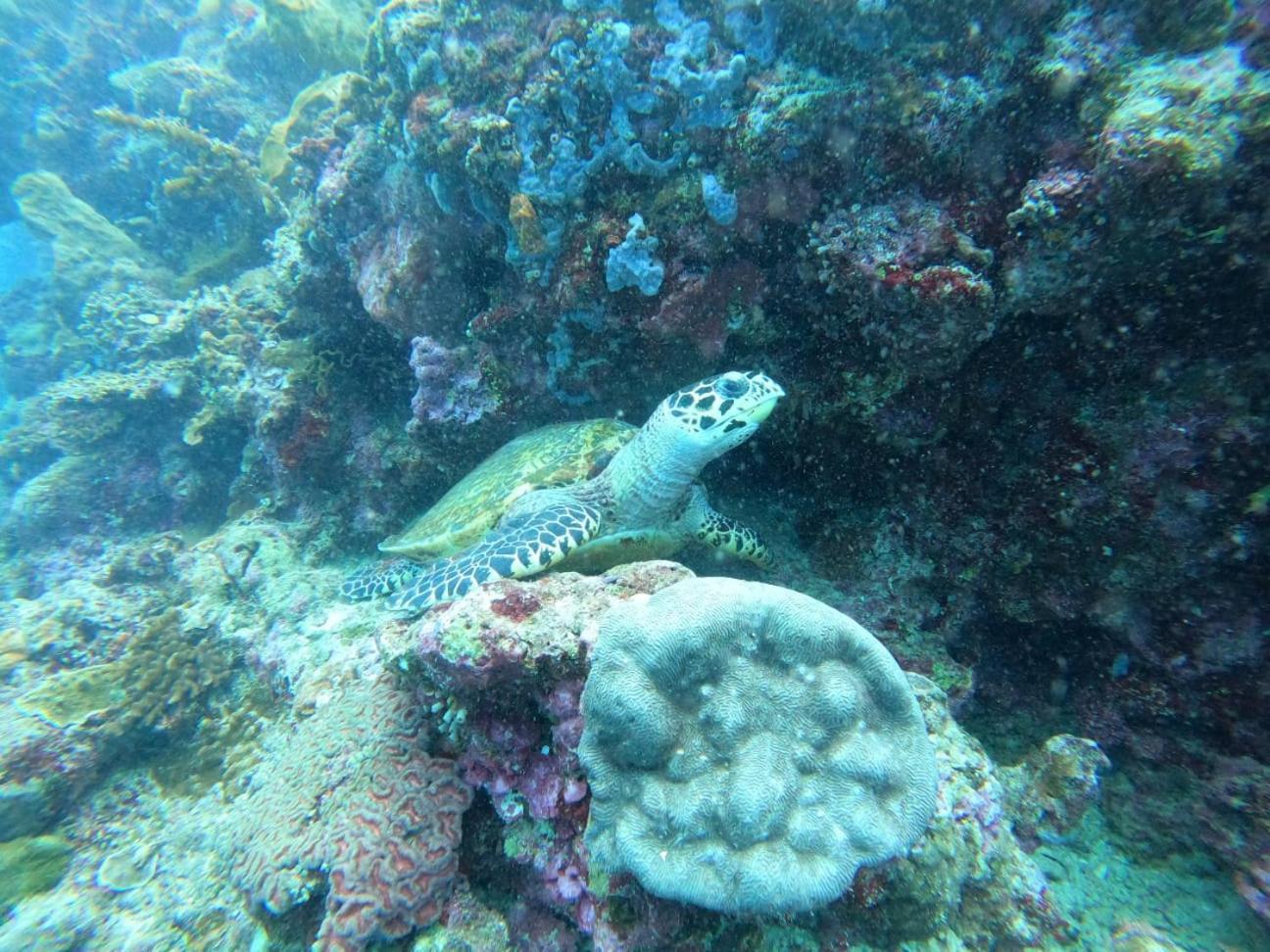 4 Sisters Divers * Bunaken