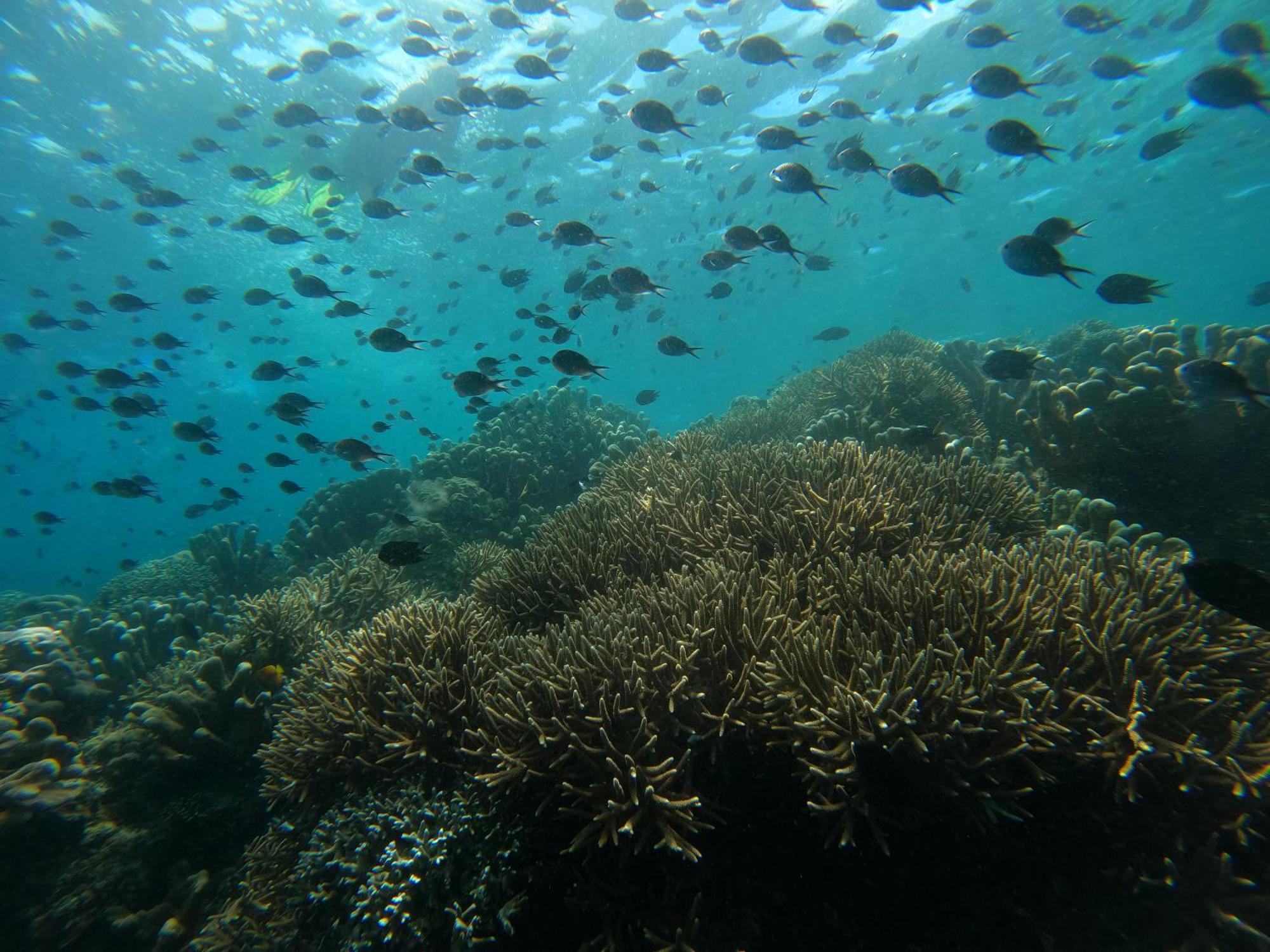 4 Sisters Divers Homestay Bunaken