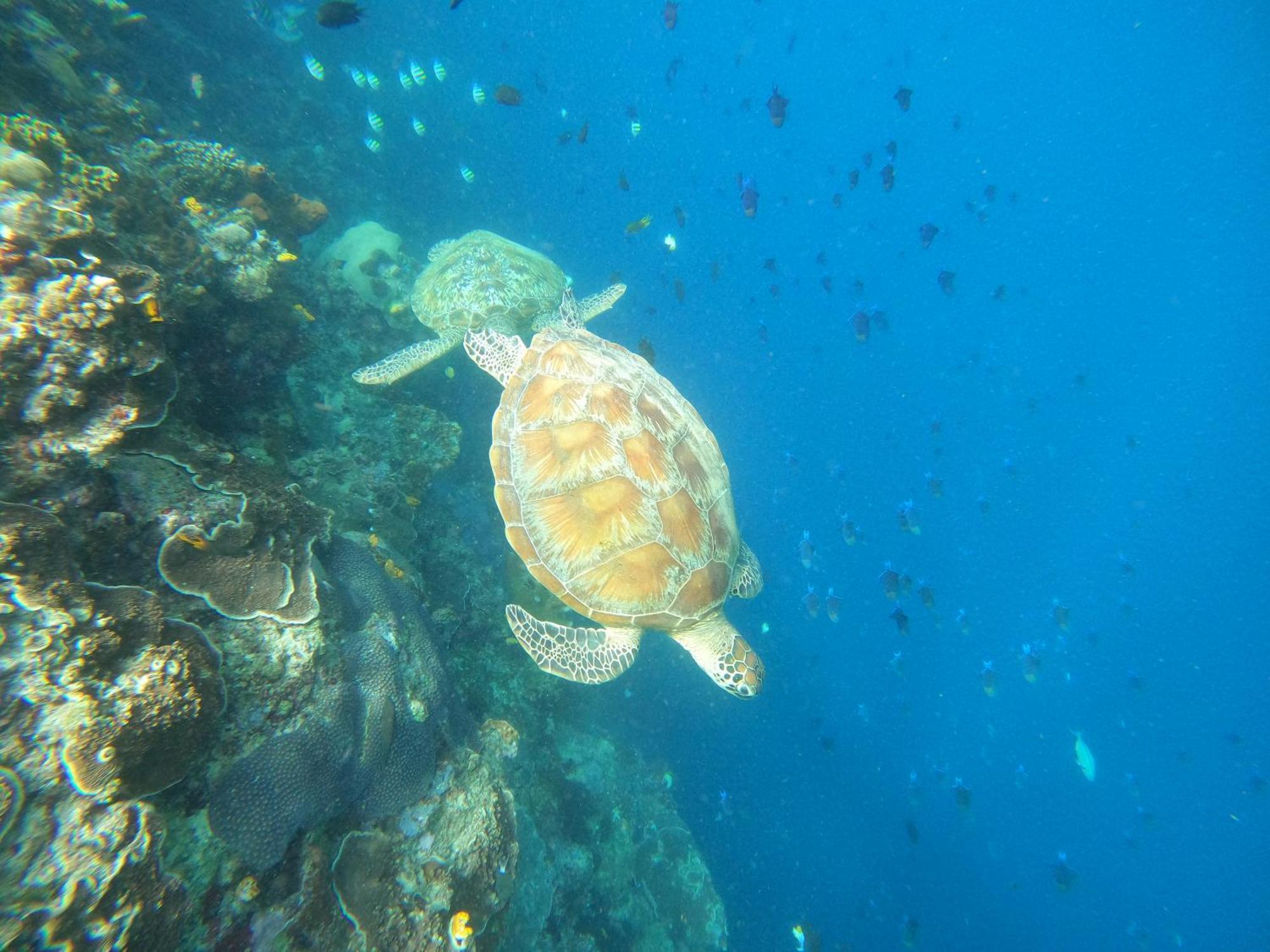4 Sisters Divers