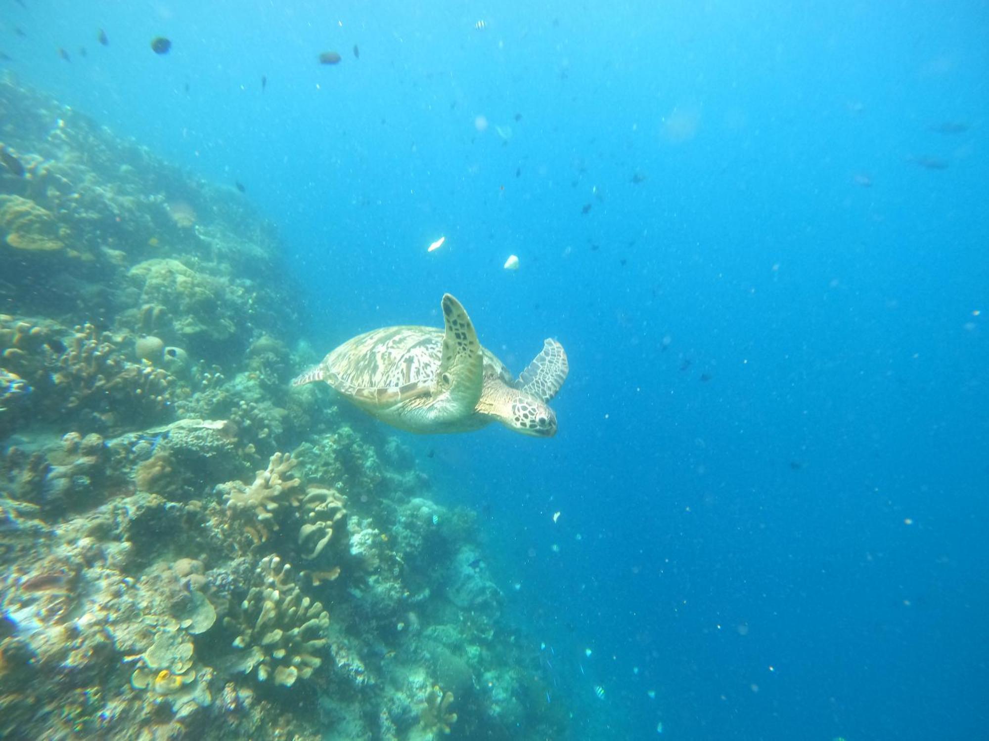 Homestay 4 Sisters Divers *