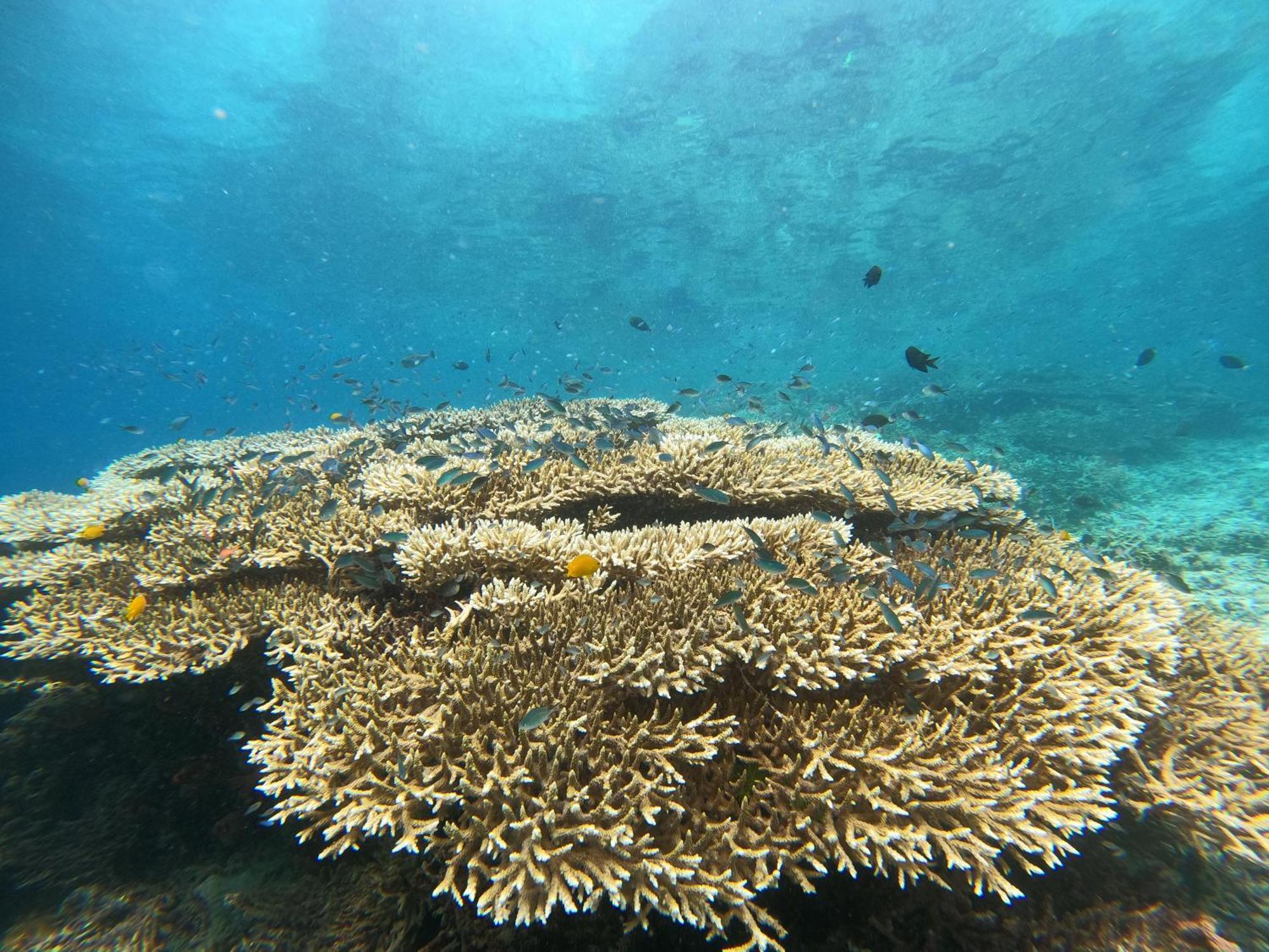 4 Sisters Divers Homestay *