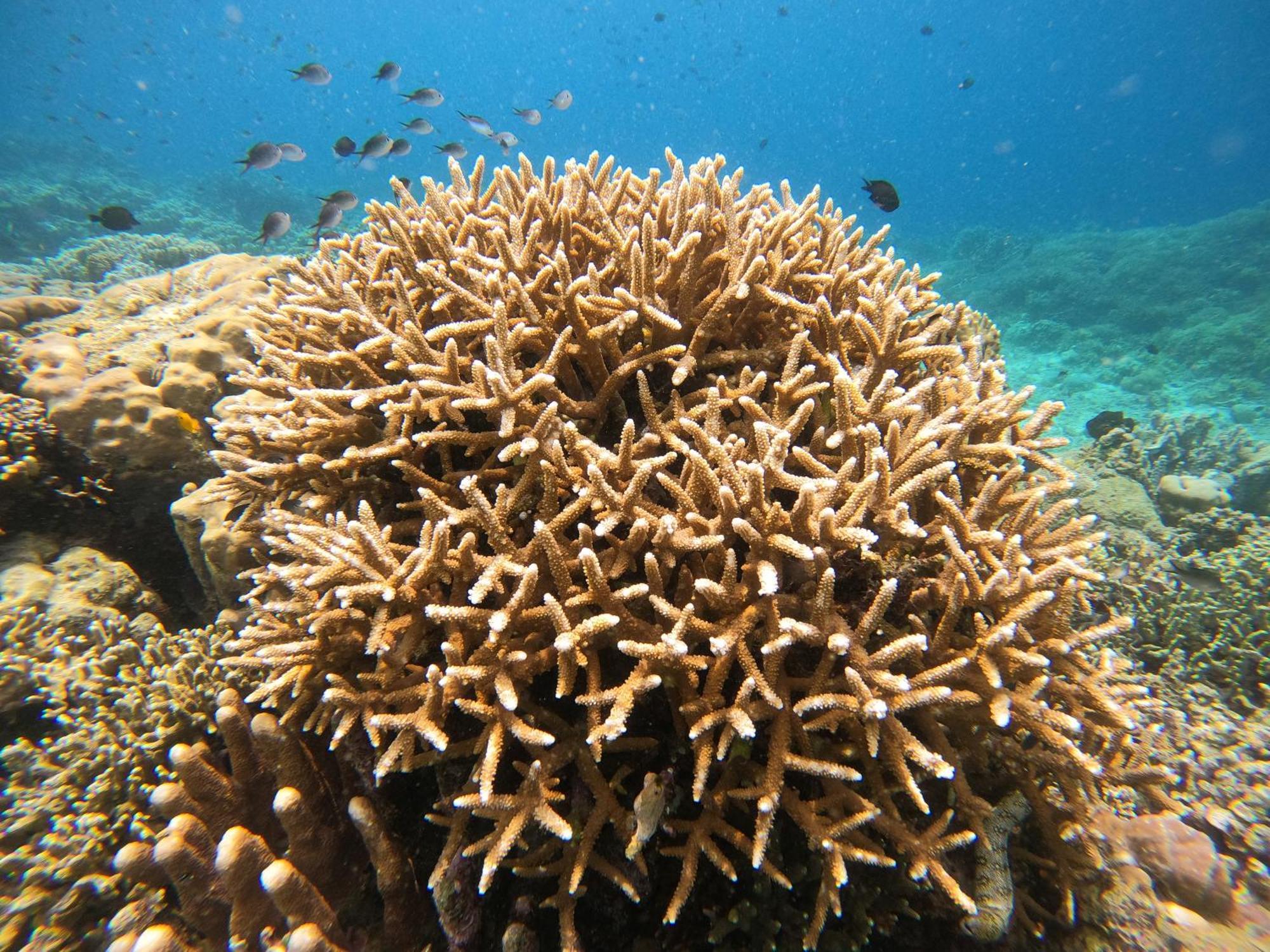 4 Sisters Divers Homestay Bunaken