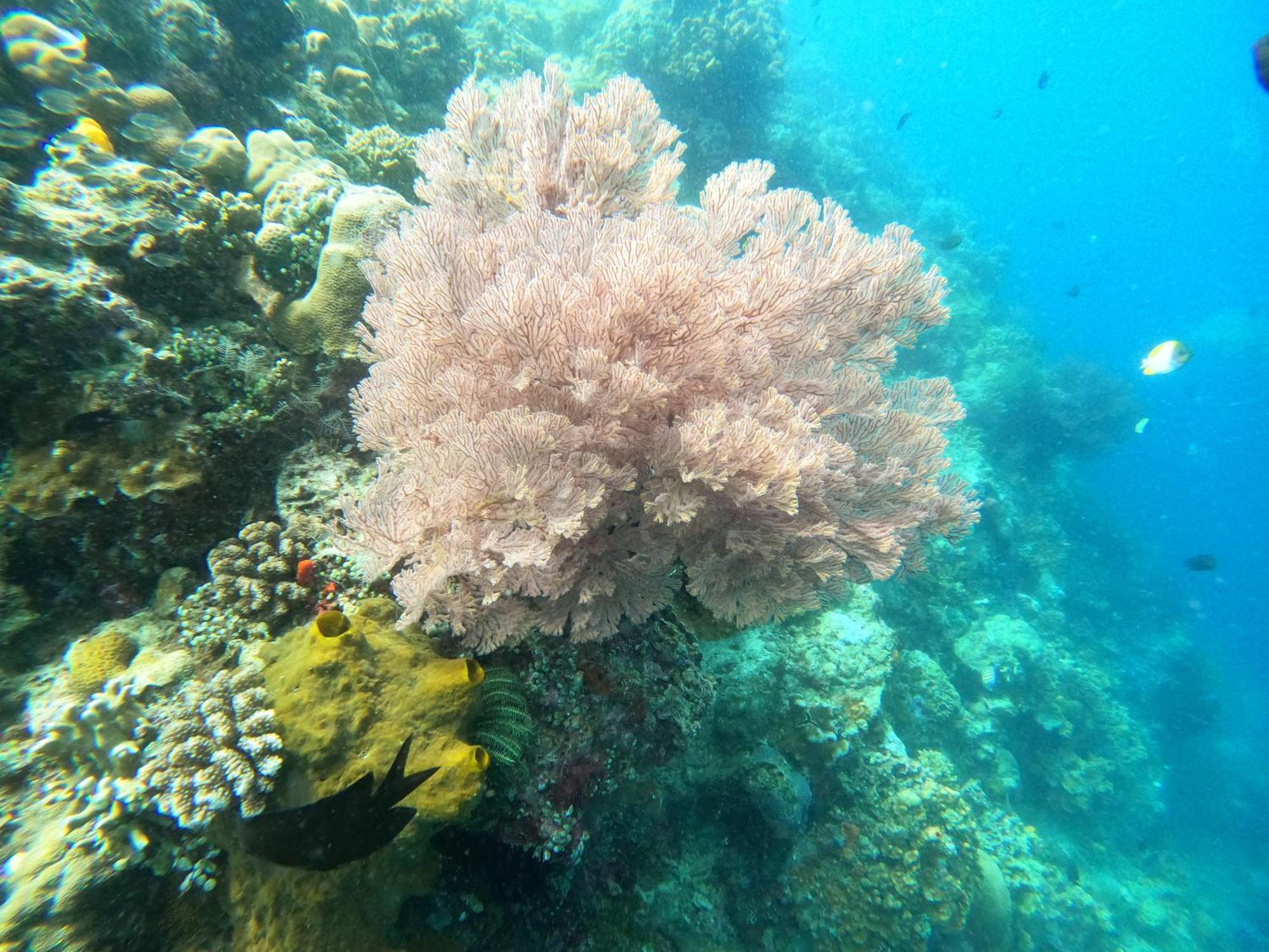 4 Sisters Divers