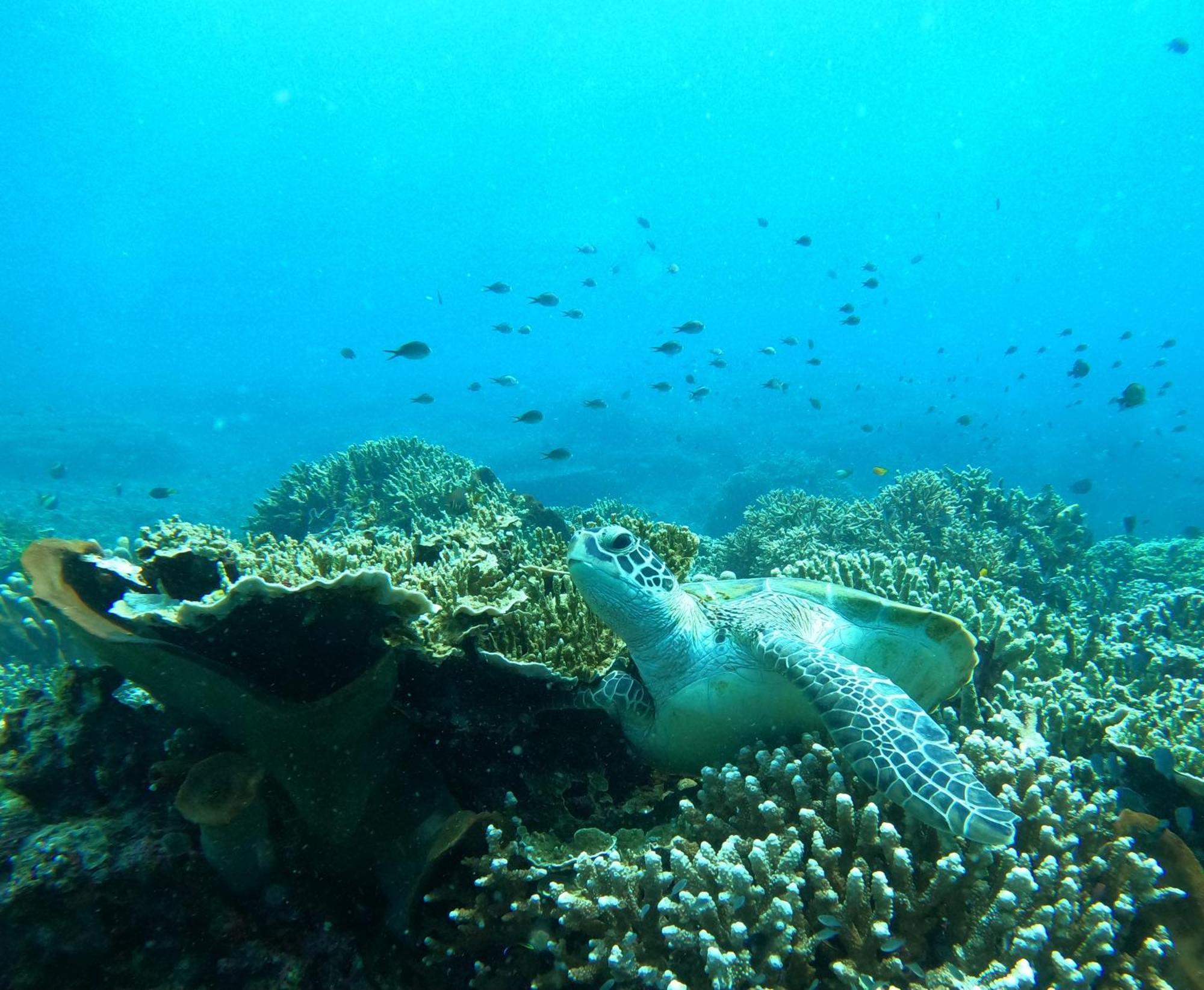 4 Sisters Divers * Bunaken