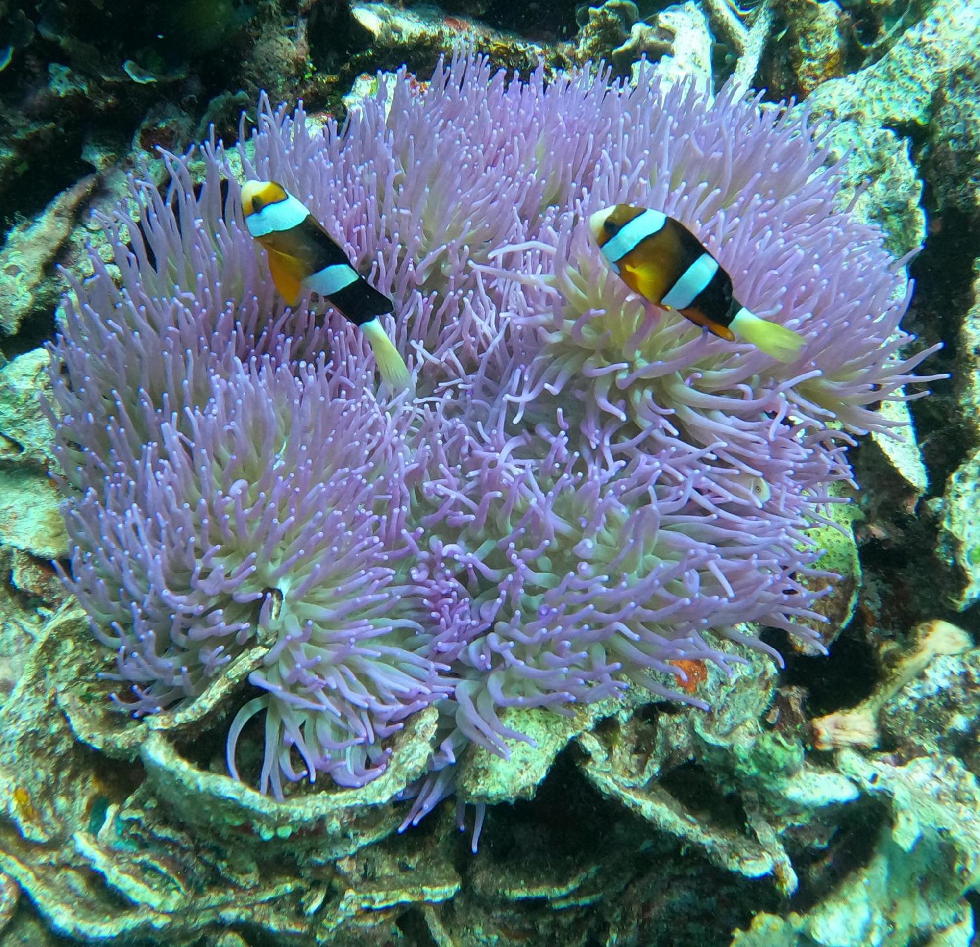 4 Sisters Divers *