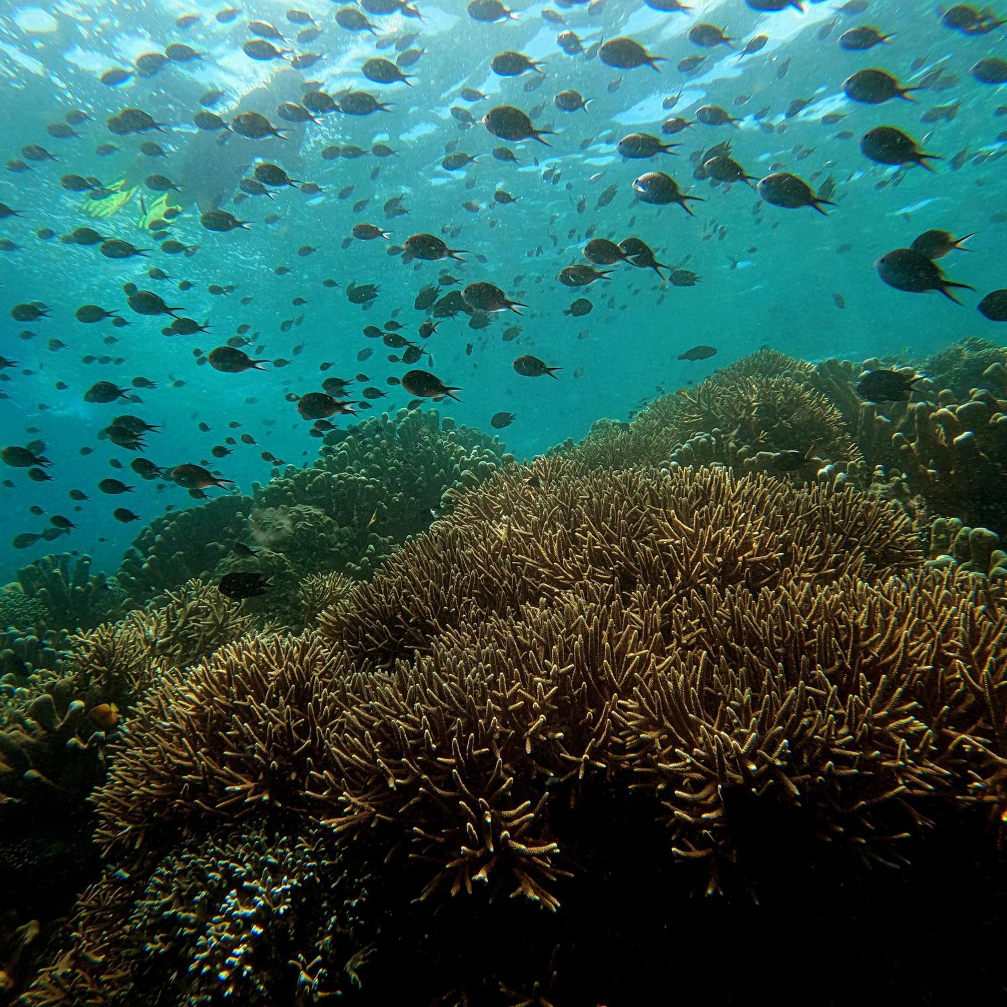 4 Sisters Divers Homestay Bunaken