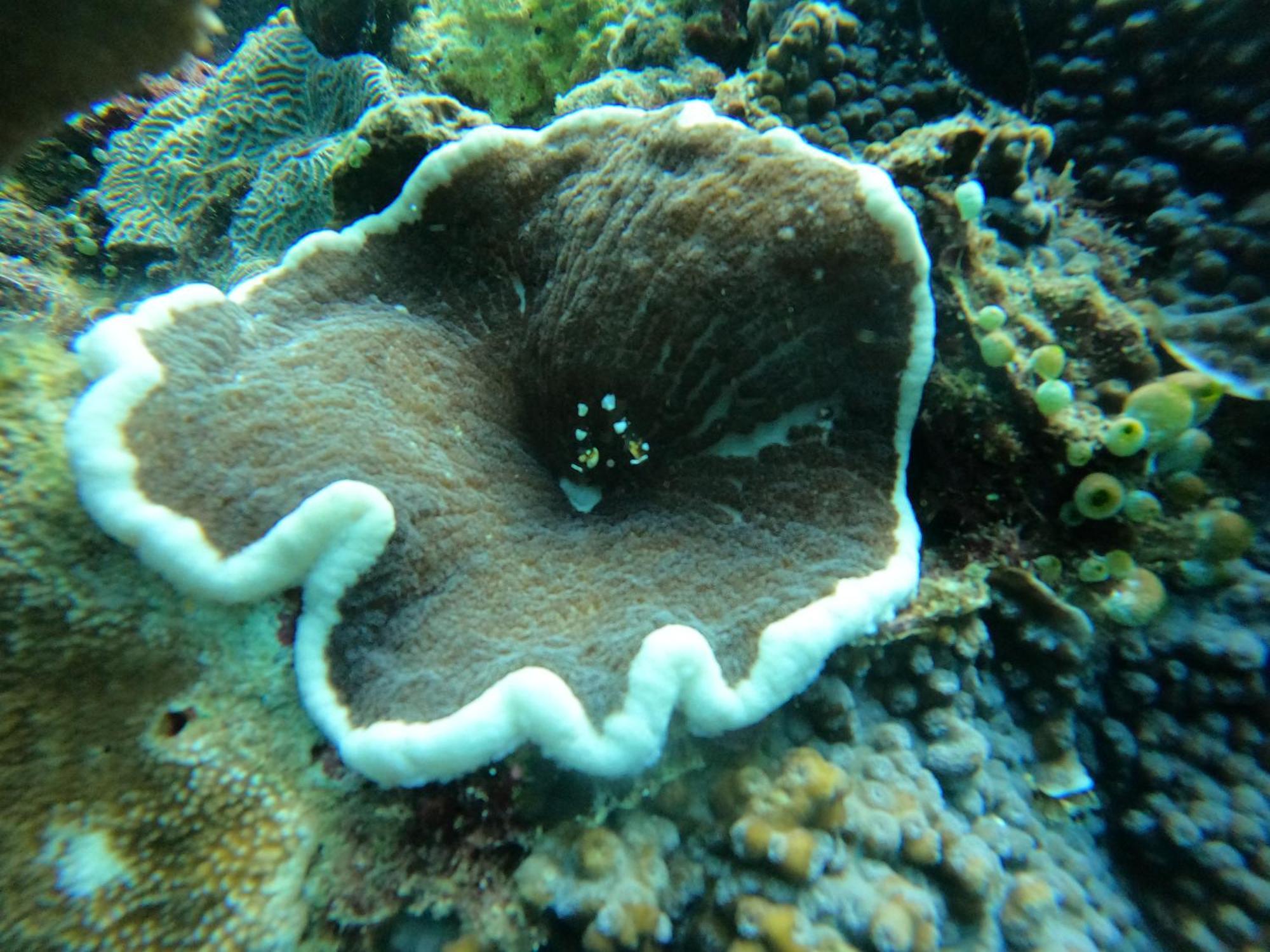 4 Sisters Divers