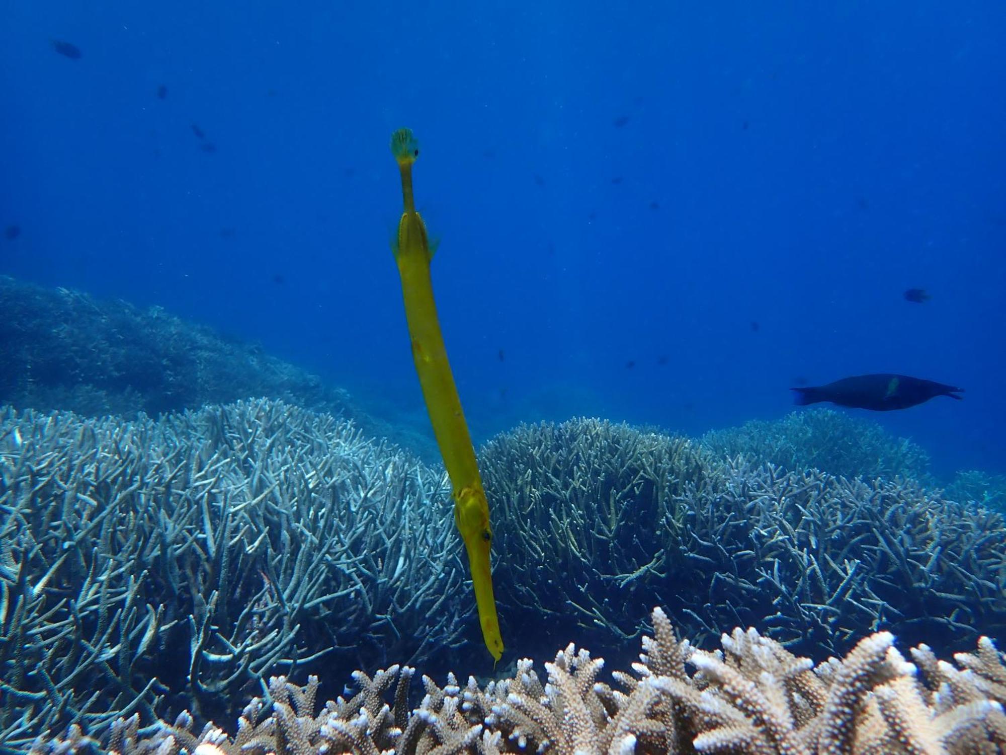 Accommodatie bij particulieren 4 Sisters Divers Bunaken
