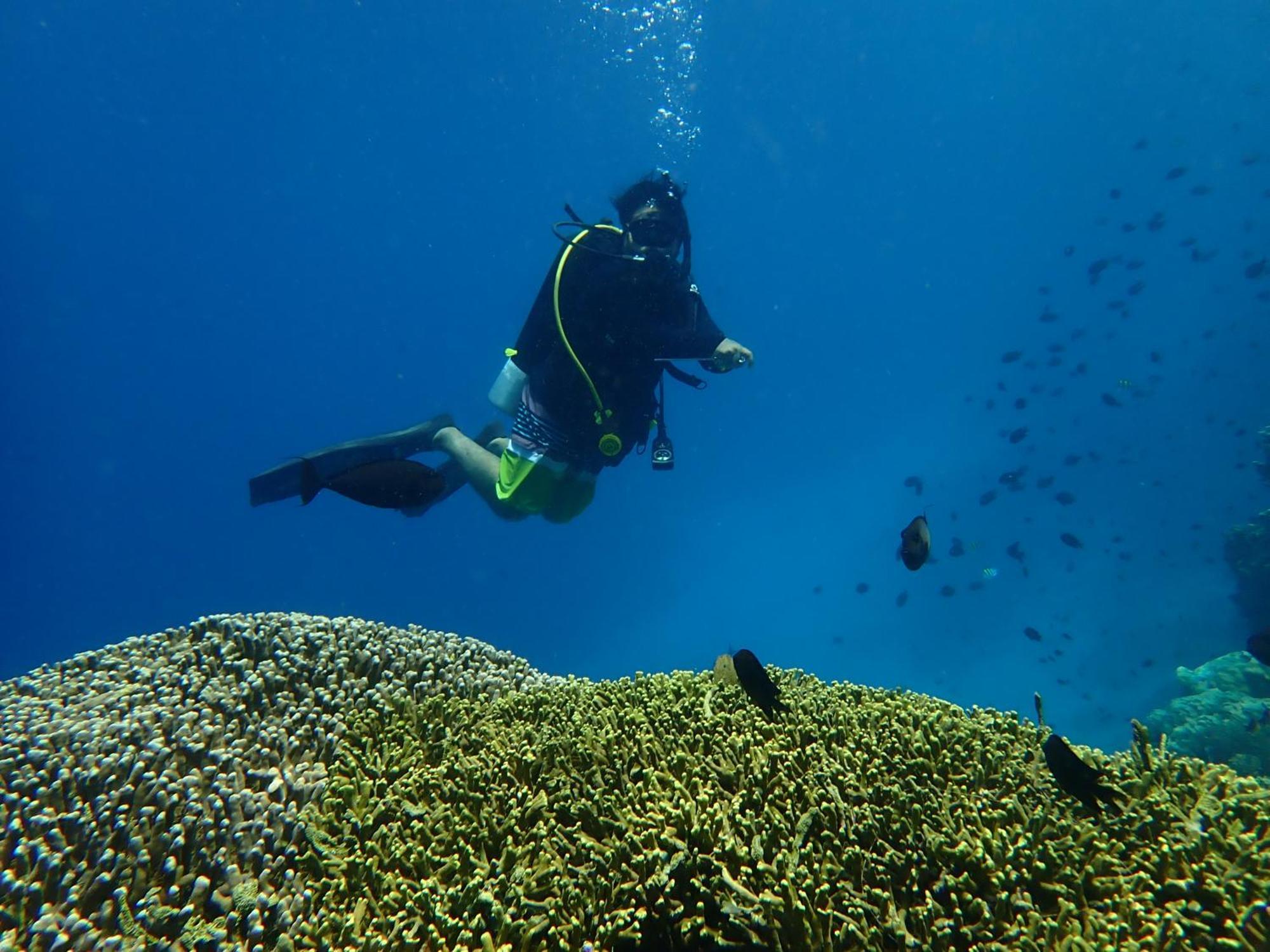 4 Sisters Divers *