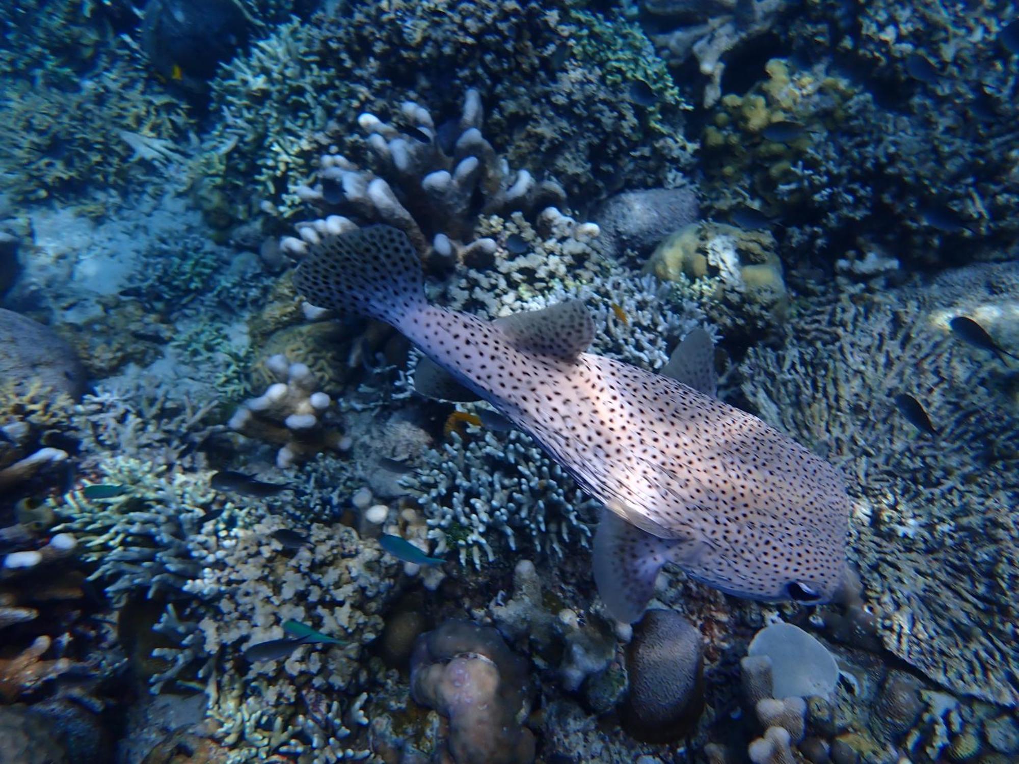 4 Sisters Divers Bunaken