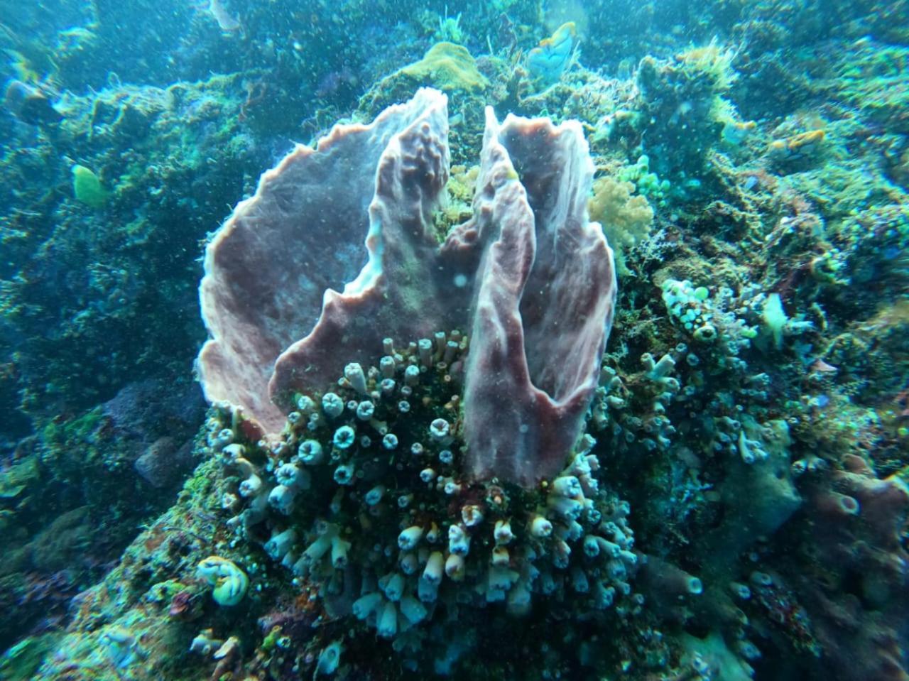 4 Sisters Divers Bunaken